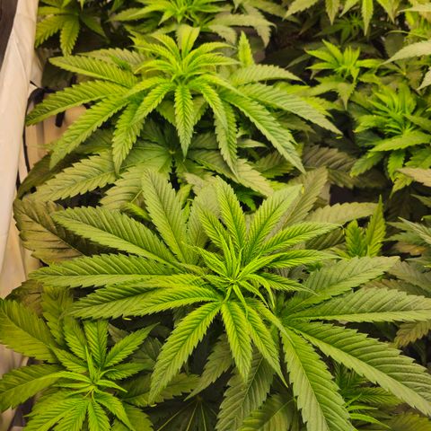 Amnesia  #2 growlog timeline photo