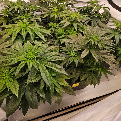 Amnesia  #2 growlog timeline photo