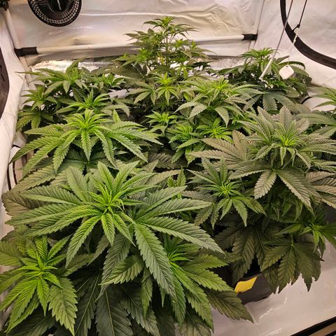 Amnesia  #2 growlog timeline photo