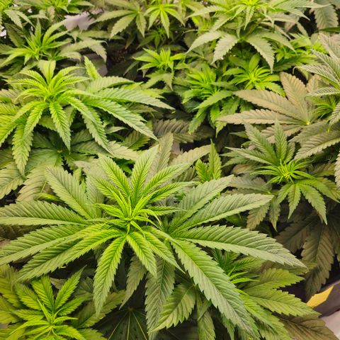 Amnesia  #2 growlog timeline photo