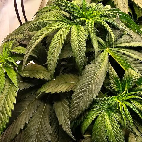 Amnesia  #2 growlog photo: Blattspitzen ein wenig gelb geworden. Vielleicht zu viel Dünger?