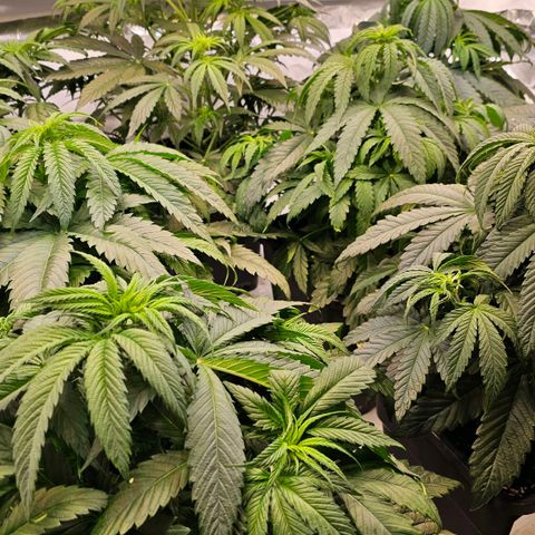 Amnesia  #2 growlog photo: Blattspitzen ein wenig gelb geworden. Vielleicht zu viel Dünger?