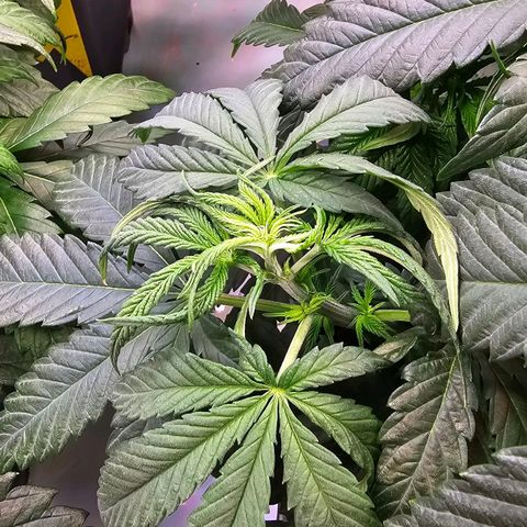 Amnesia  #2 growlog photo: Blattspitzen ein wenig gelb geworden. Vielleicht zu viel Dünger?
