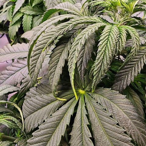 Amnesia  #2 growlog photo: Blattspitzen ein wenig gelb geworden. Vielleicht zu viel Dünger?