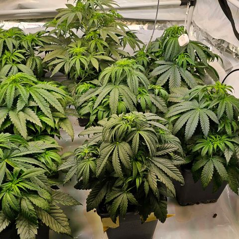 Amnesia  #2 growlog photo: Blattspitzen ein wenig gelb geworden. Vielleicht zu viel Dünger?