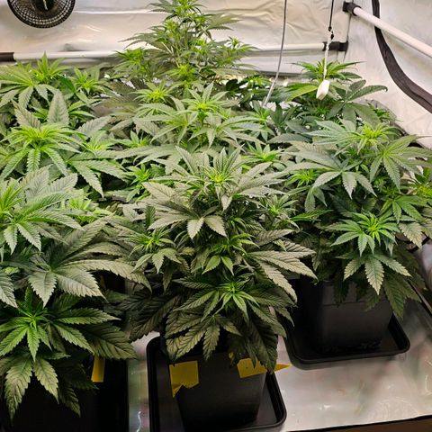 Amnesia  #2 growlog timeline photo