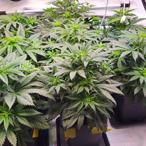 Amnesia  #2 growlog timeline photo