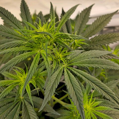 Amnesia  #2 growlog timeline photo