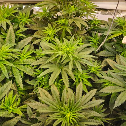 Amnesia  #2 growlog timeline photo