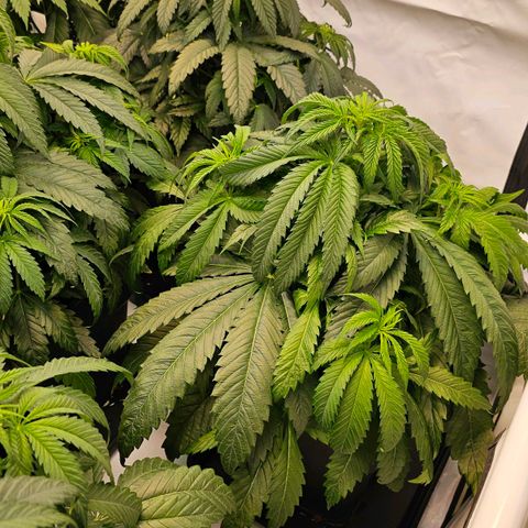 Amnesia  #2 growlog timeline photo