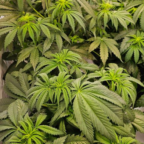 Amnesia  #2 growlog timeline photo