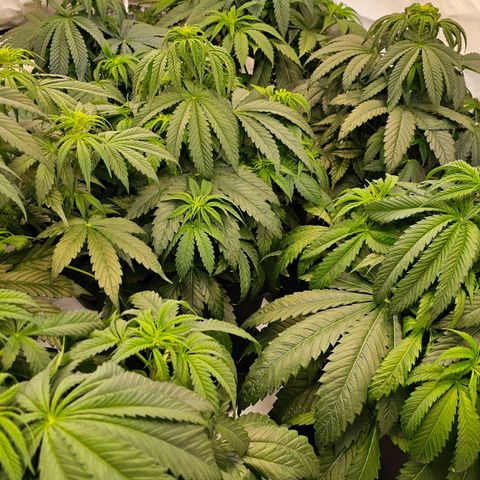 Amnesia  #2 growlog timeline photo