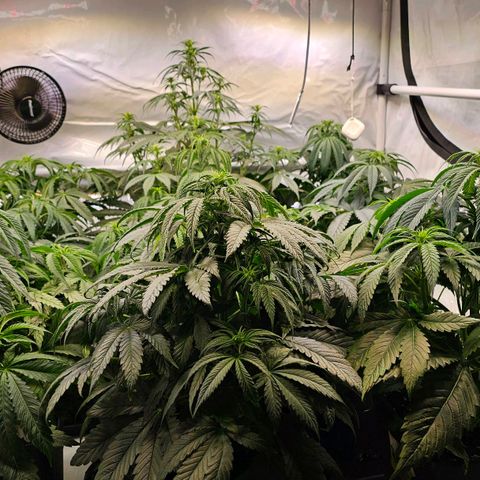 Amnesia  #2 growlog timeline photo