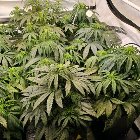 Amnesia  #2 growlog timeline photo