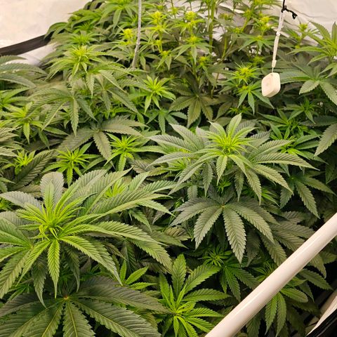 Amnesia  #2 growlog timeline photo