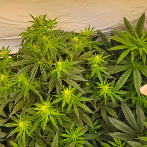 Amnesia  #2 growlog timeline photo