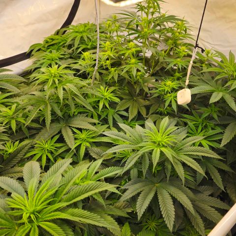 Amnesia  #2 growlog timeline photo