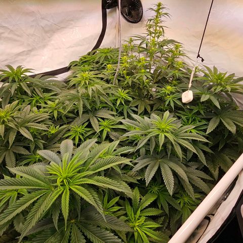 Amnesia  #2 growlog timeline photo