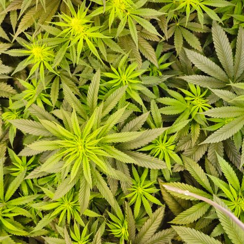 Amnesia  #2 growlog timeline photo