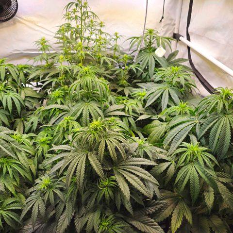 Amnesia  #2 growlog timeline photo