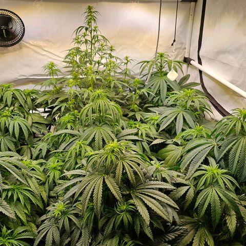 Amnesia  #2 growlog timeline photo