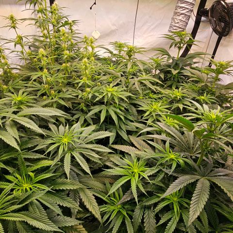 Amnesia  #2 growlog timeline photo