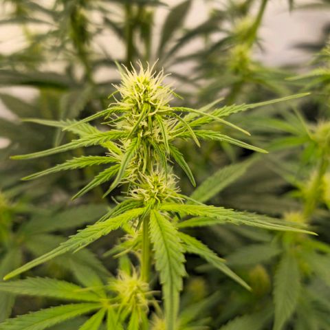 Amnesia  #2 growlog timeline photo