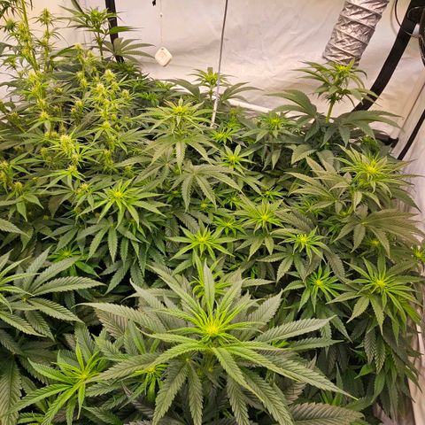 Amnesia  #2 growlog timeline photo