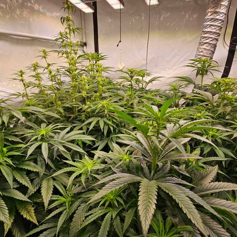 Amnesia  #2 growlog timeline photo