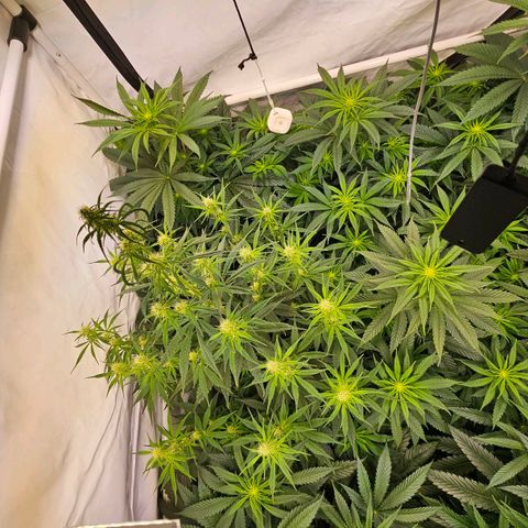 Amnesia  #2 growlog timeline photo