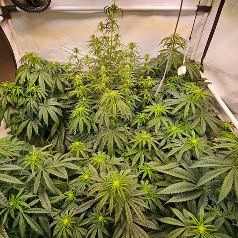 Amnesia  #2 growlog timeline photo