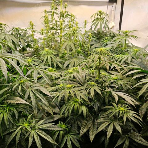 Amnesia  #2 growlog timeline photo
