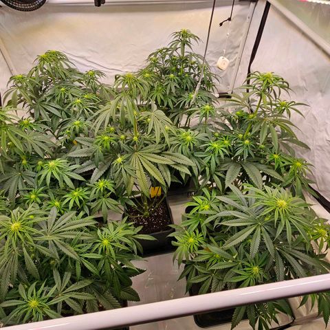 Amnesia  #2 growlog timeline photo