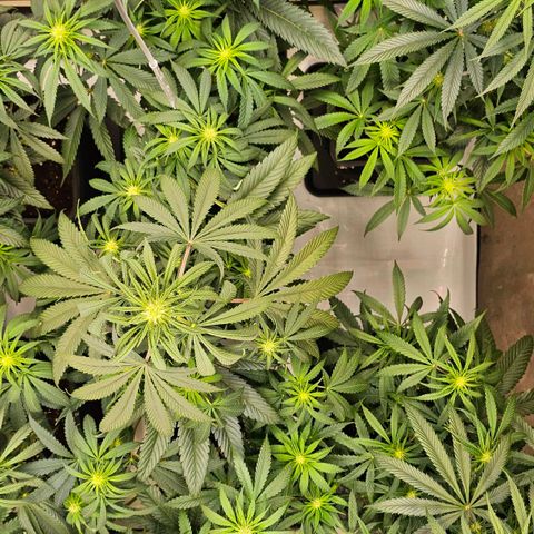 Amnesia  #2 growlog timeline photo