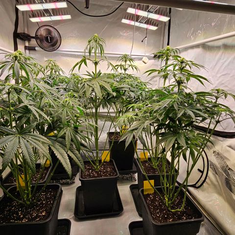 Amnesia  #2 growlog timeline photo