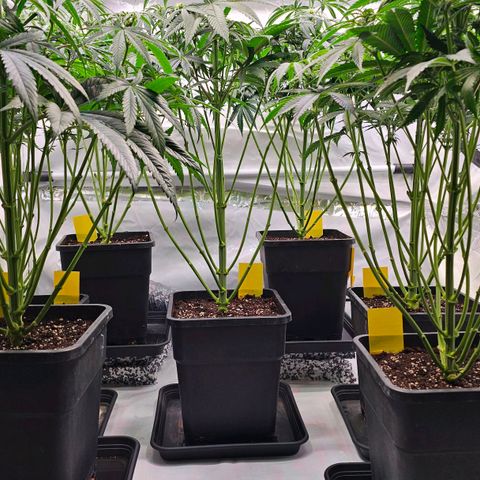 Amnesia  #2 growlog timeline photo