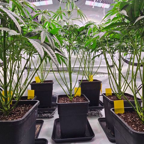 Amnesia  #2 growlog timeline photo