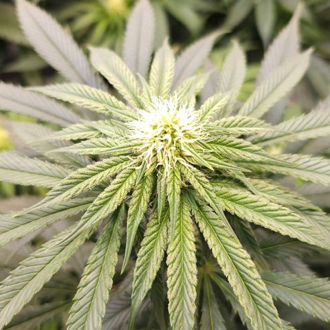 Amnesia  #2 growlog timeline photo