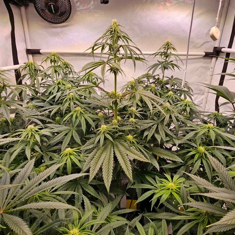 Amnesia  #2 growlog timeline photo