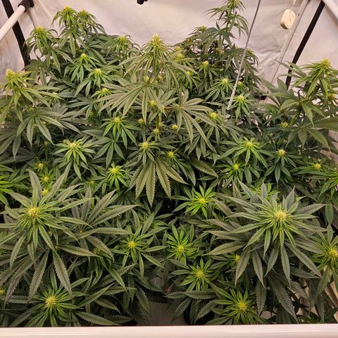 Amnesia  #2 growlog timeline photo