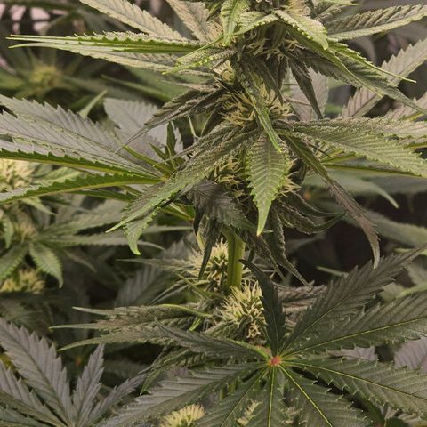 Amnesia  #2 growlog timeline photo
