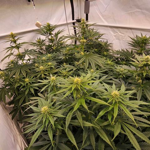 Amnesia  #2 growlog timeline photo