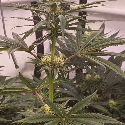 Amnesia  #2 growlog timeline photo