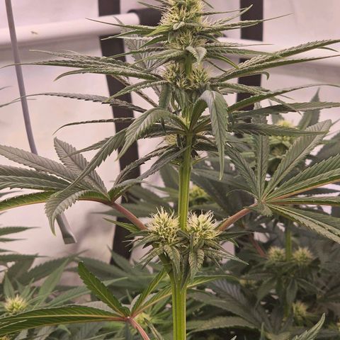 Amnesia  #2 growlog timeline photo
