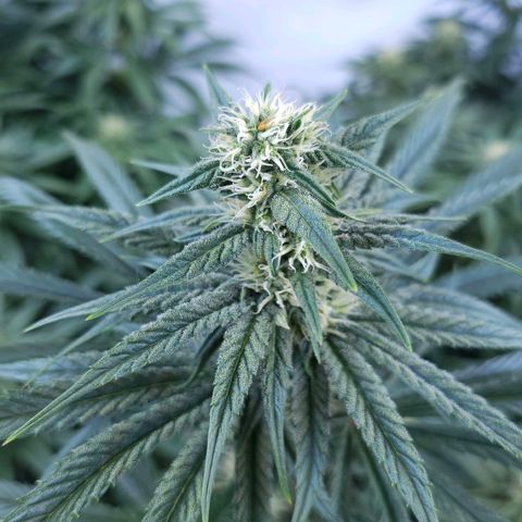 Amnesia  #2 growlog timeline photo