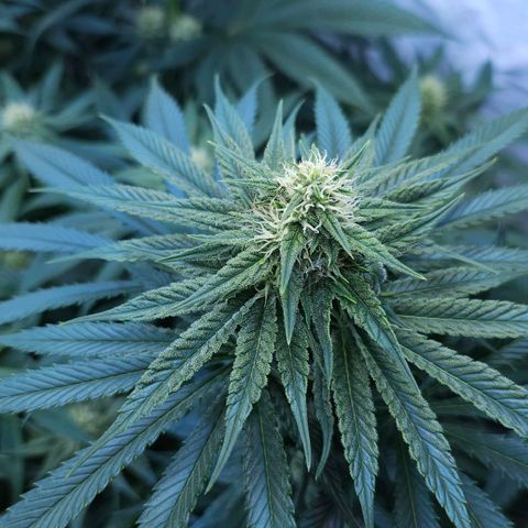 Amnesia  #2 growlog timeline photo