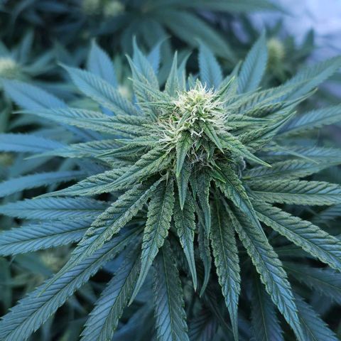 Amnesia  #2 growlog timeline photo