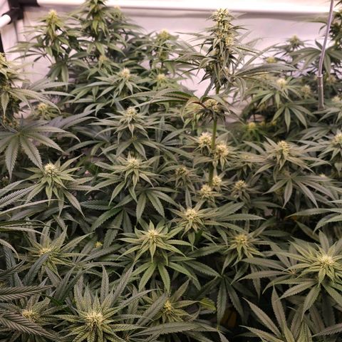 Amnesia  #2 growlog timeline photo