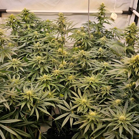 Amnesia  #2 growlog timeline photo