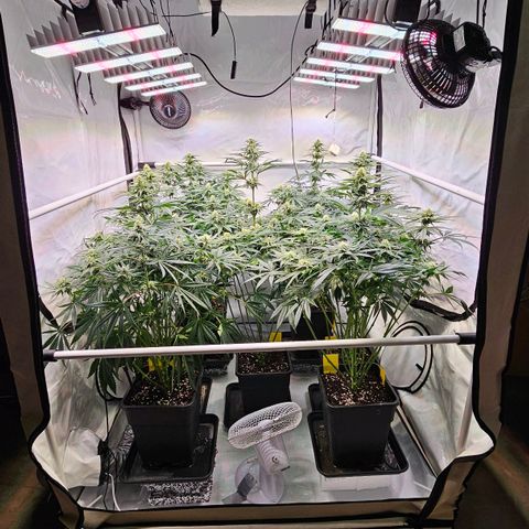Amnesia  #2 growlog timeline photo
